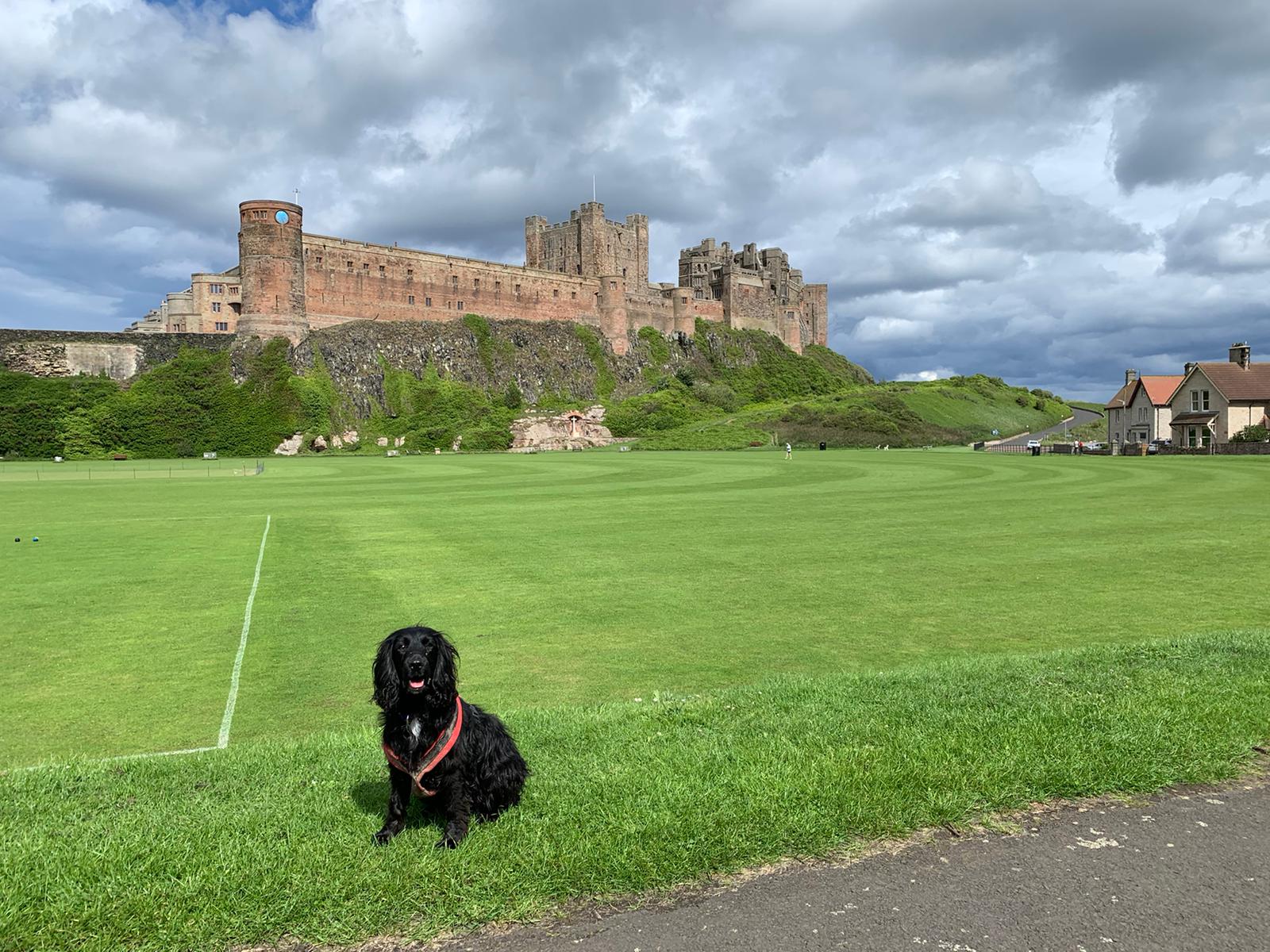 Darcy the dog sat at the edge of the bowling green in Bamburgh. Bamburgh Castle dominates the skyline.