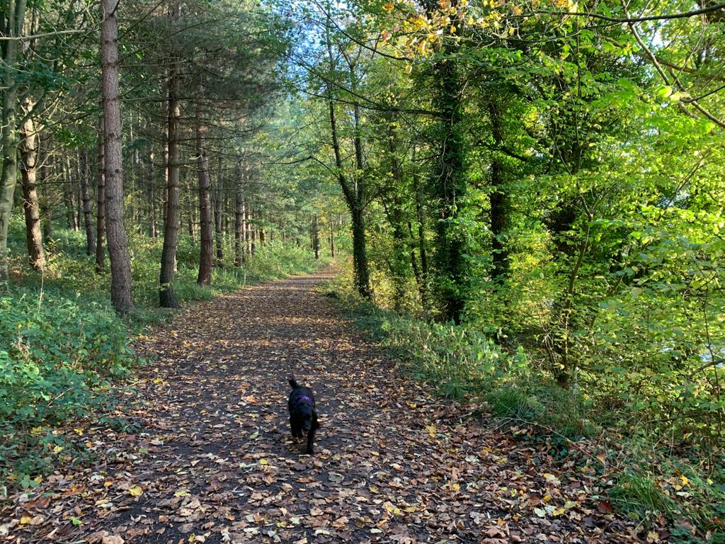 Darcy the dog running through a woodland walk near Etal, Northumberland.
